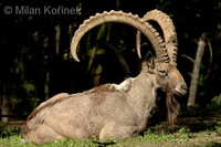 Capra sibirica - Siberian Ibex