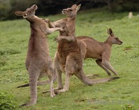 Macropus giganteus - Eastern Grey Kangaroo