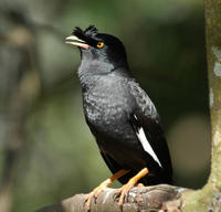 Image of: Acridotheres cristatellus (crested myna)