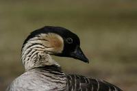 Image of: Branta sandvicensis (Hawaiian goose)