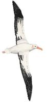 Image of: Diomedea exulans (wandering albatross)