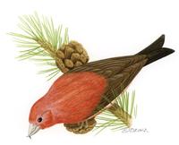 Image of: Loxia curvirostra (red crossbill)