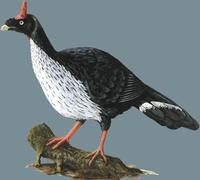 Image of: Oreophasis derbianus (horned guan)