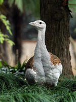 Image of: Otis tarda (great bustard)