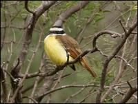 Image of: Pitangus sulphuratus (great kiskadee)