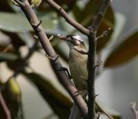 Image of: Pycnonotus sinensis (light-vented bulbul)