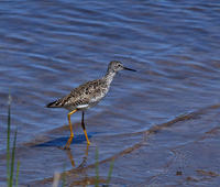 Image of: Tringa flavipes (lesser yellowlegs)