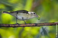 Image of: Vireo gilvus (warbling vireo)