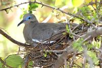 Image of: Zenaida asiatica (white-winged dove)