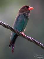 Dollarbird - Eurystomus orientalis