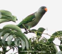 Blue-rumped Parrot - Psittinus cyanurus