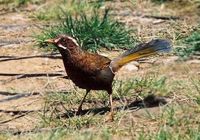White-whiskered Laughingthrush - Garrulax morrisonianus
