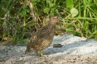 Brown Quail