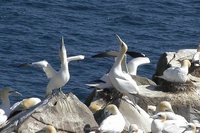 Northern Gannet - Morus bassanus