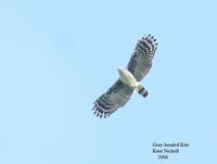 Gray-headed Kite - Leptodon cayanensis