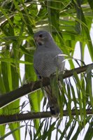 Lizard Buzzard - Kaupifalco monogrammicus