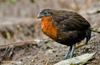 Dark-backed Wood-Quail - Odontophorus melanonotus