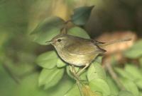 Japanese Bush-Warbler (Cettia diphone) photo