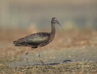 Glossy Ibis (Plegadis falcinellus) photo