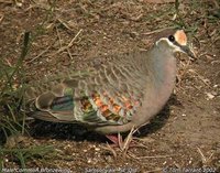 Common Bronzewing - Phaps chalcoptera