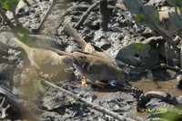 Long-tailed Ground-Dove - Uropelia campestris