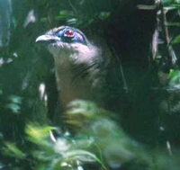 Coquerel's Coua - Coua coquereli