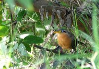 Lesser Ground-Cuckoo - Morococcyx erythropygus