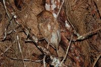 Malagasy Scops-Owl - Otus rutilus