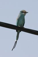 Abyssinian Roller - Coracias abyssinica