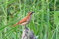 Tail-banded Hornero - Furnarius figulus