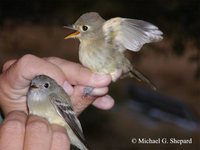 Pacific-slope Flycatcher - Empidonax difficilis