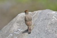 Dark-faced Ground-Tyrant - Muscisaxicola maclovianus