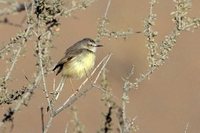 Black-chested Prinia - Prinia flavicans