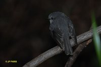 White-breasted Robin - Eopsaltria georgiana