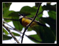 Regent Whistler - Pachycephala schlegelii