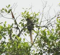 Brown Sicklebill - Epimachus meyeri