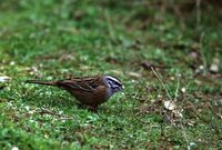 Rock Bunting - Emberiza cia