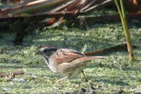 Swamp Sparrow - Melospiza georgiana