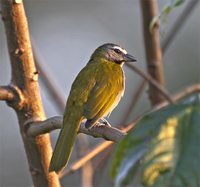 Buff-throated Saltator - Saltator maximus