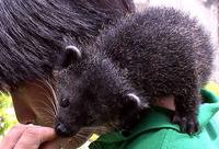 Palawan Bearcat