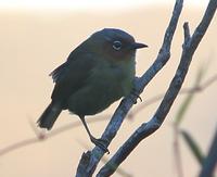 CHESTNUT-FACED BABBLER