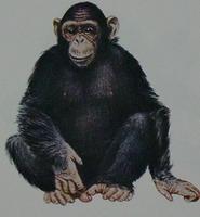 Chimpanzee (Pan troglodytes)