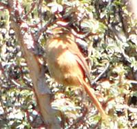 Tawny Tit-spinetail