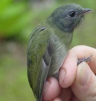 white-crowned manakin, female