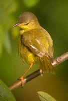 Masked Yellowthroat, Suriname