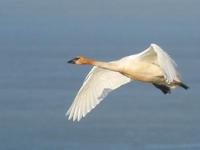 Trumpeter Swan