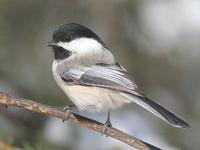 Blackcapped Chickadee