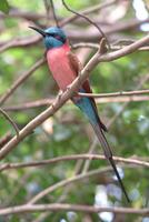 Carmine Bee Eater