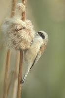 Rémiz penduline - Buidelmees - Remiz pendulinus - Penduline-Tit Flickr