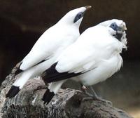 The Bali Myna is the only native bird in Bali.